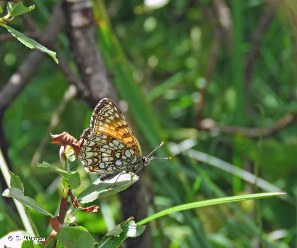 <i>Melitaea diamina</i> (Lang, 1789) © S. Wroza