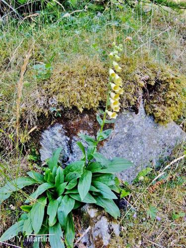 <i>Digitalis grandiflora</i> Mill., 1768 © 