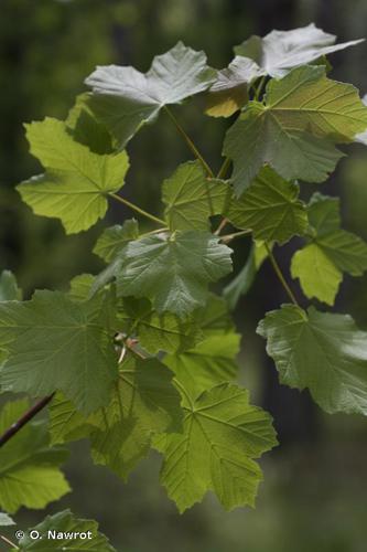 <i>Acer opalus</i> Mill., 1768 © O. Nawrot