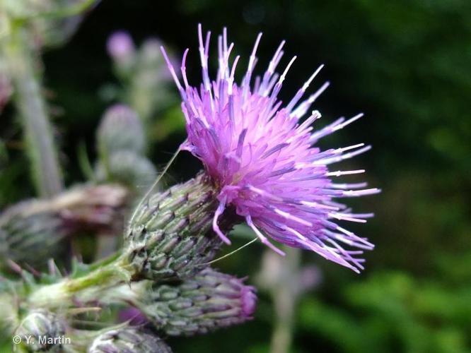 <i>Cirsium palustre</i> (L.) Scop., 1772 © 