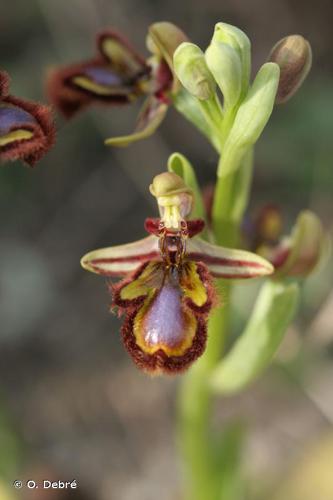 <i>Ophrys speculum</i> Link, 1799 © O. Debré