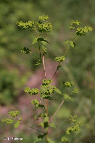 <i>Euphorbia stricta</i> L., 1759 © S. Filoche