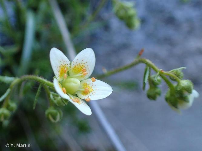 <i>Saxifraga aspera</i> L., 1753 © 