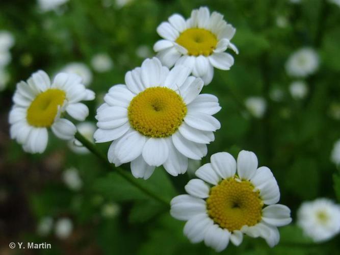 <i>Tanacetum parthenium</i> (L.) Sch.Bip., 1844 © 