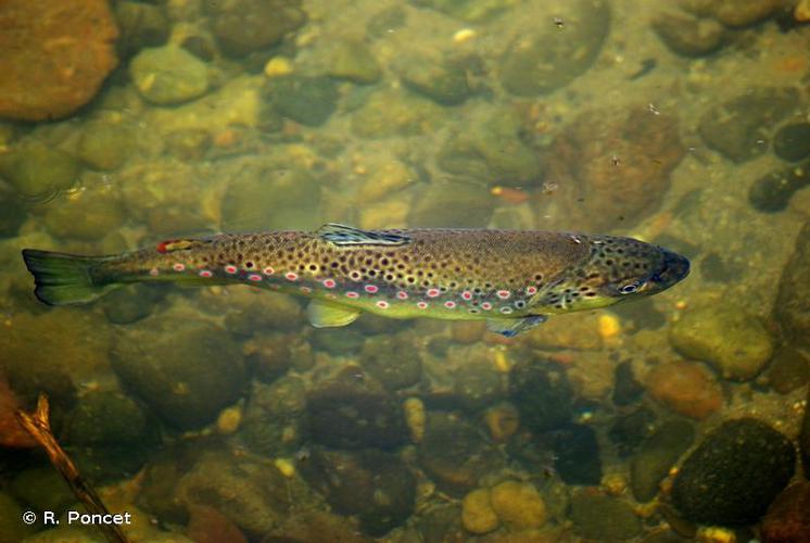 <i>Salmo trutta</i> Linnaeus, 1758 © R. Poncet