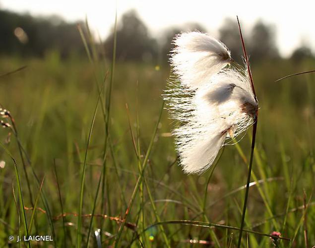 <i>Eriophorum angustifolium</i> Honck., 1782 © J. LAIGNEL