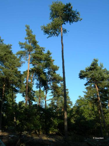 <i>Pinus sylvestris</i> L., 1753 © P. Gourdain