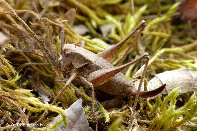 <i>Pholidoptera griseoaptera</i> (De Geer, 1773) © O. Roquinarc'h