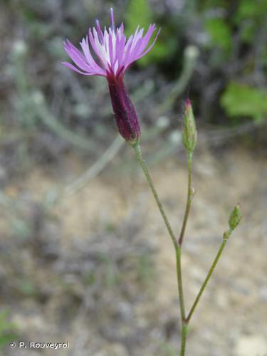 <i>Crupina vulgaris</i> Cass., 1817 © P. Rouveyrol