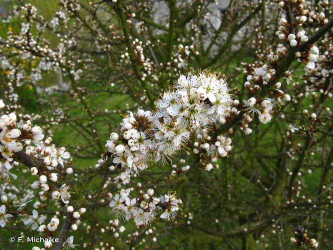 <i>Prunus spinosa</i> L., 1753 © F. Michalke