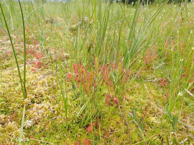 <i>Drosera longifolia</i> L., 1753 © 