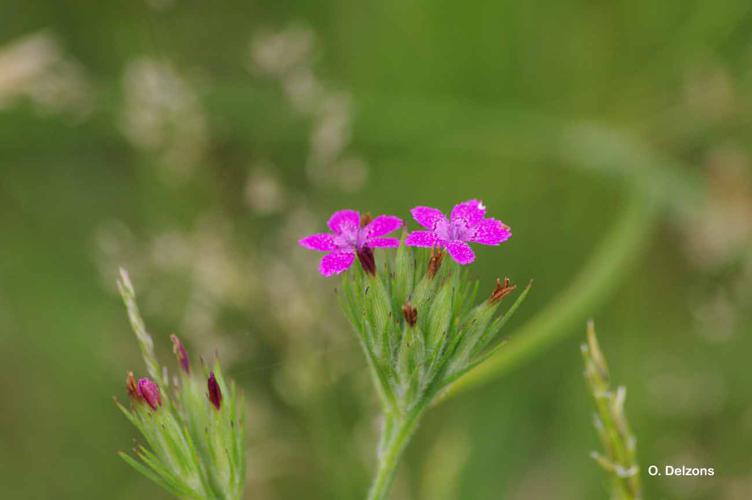 <i>Dianthus armeria</i> L., 1753 © O. Delzons