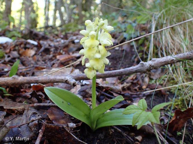 <i>Orchis pallens</i> L., 1771 © 