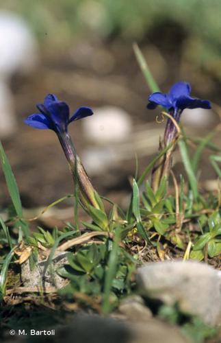 <i>Gentiana brachyphylla</i> Vill., 1779 © M. Bartoli