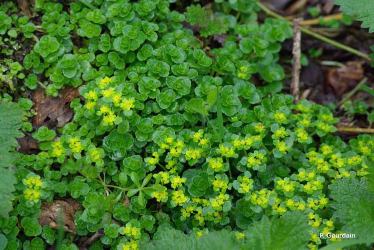 <i>Chrysosplenium oppositifolium</i> L., 1753 © P. Gourdain