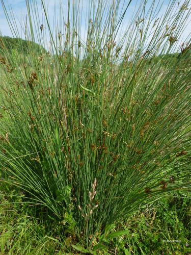 <i>Juncus inflexus</i> L., 1753 © P. Gourdain