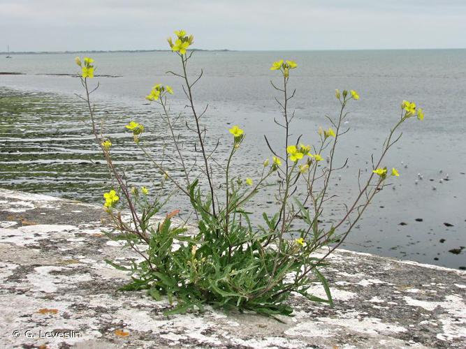 <i>Diplotaxis tenuifolia</i> (L.) DC., 1821 © G. Leveslin