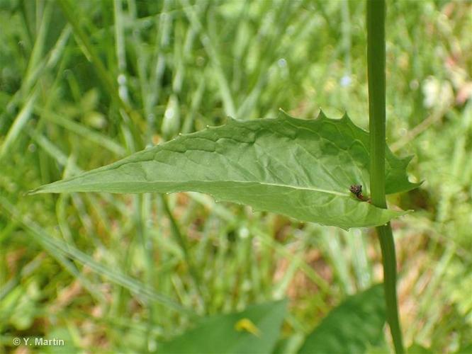 <i>Crepis paludosa</i> (L.) Moench, 1794 © 