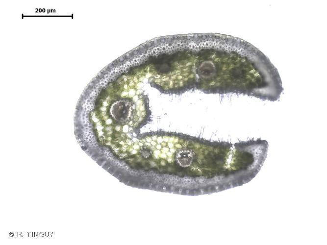 <i>Festuca glauca</i> Vill., 1787 © H. TINGUY