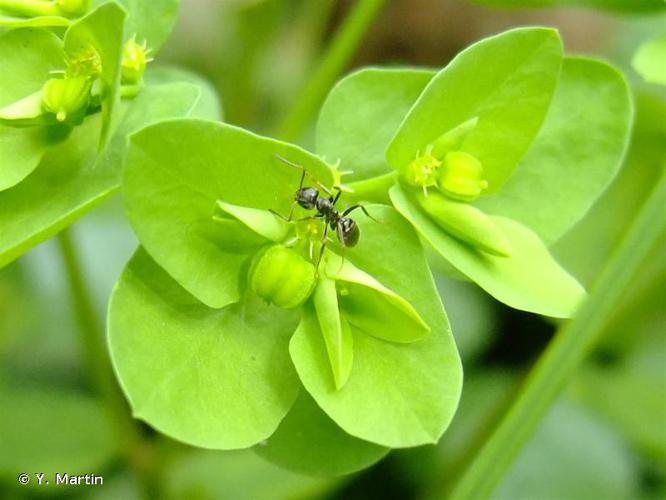 <i>Euphorbia peplus</i> L., 1753 © Y. Martin