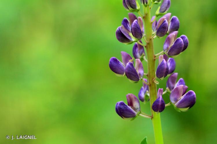 <i>Lupinus polyphyllus</i> Lindl., 1827 © J. LAIGNEL