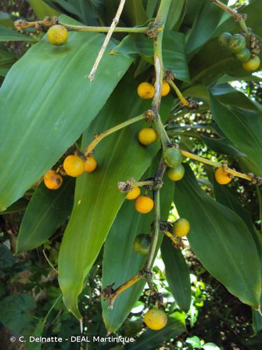 <i>Dracaena fragrans</i> (L.) Ker Gawl., 1808 © C. Delnatte - DEAL Martinique