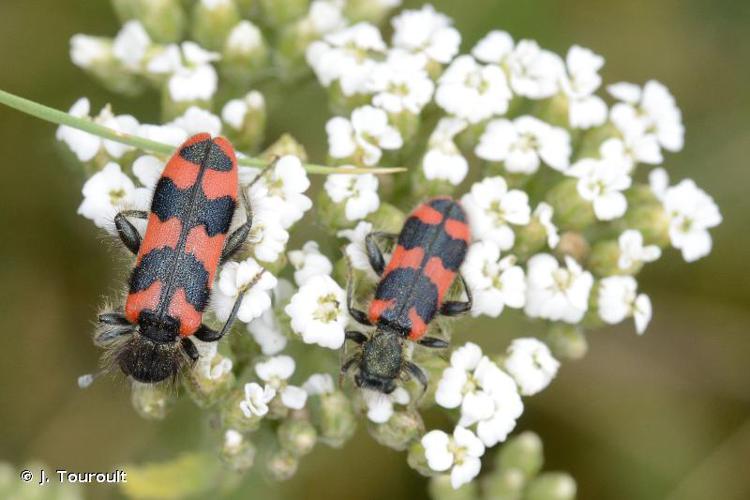 <i>Trichodes alvearius</i> (Fabricius, 1792) © J. Touroult