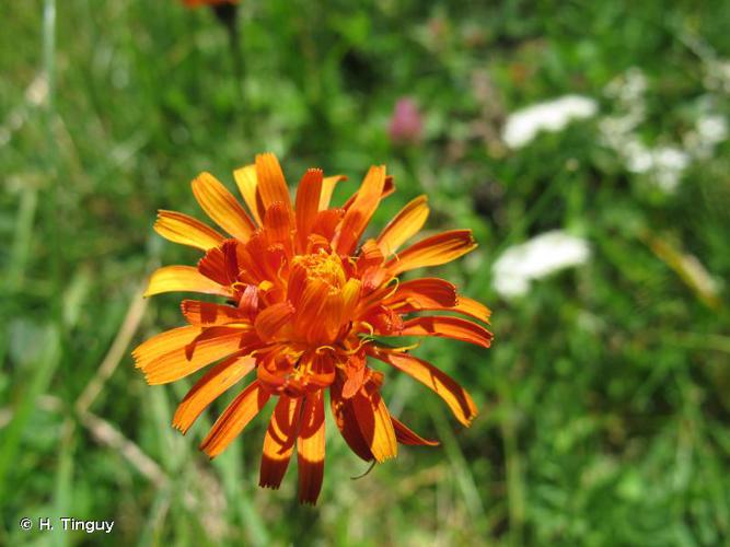 <i>Crepis aurea</i> (L.) Tausch, 1828 © H. Tinguy