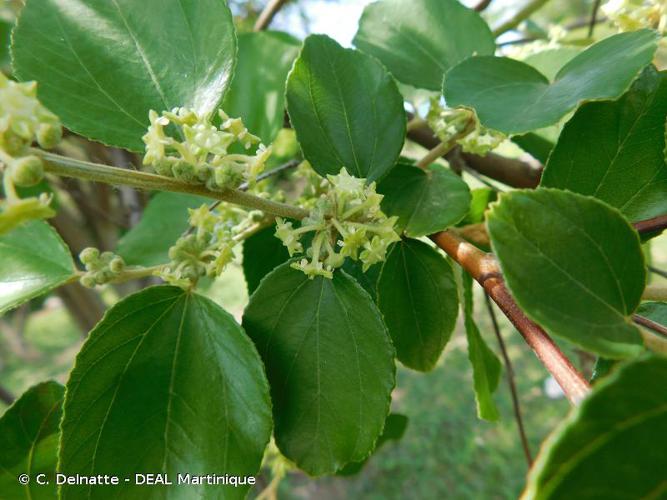 <i>Ziziphus mauritiana</i> Lam., 1789 © C. Delnatte - DEAL Martinique