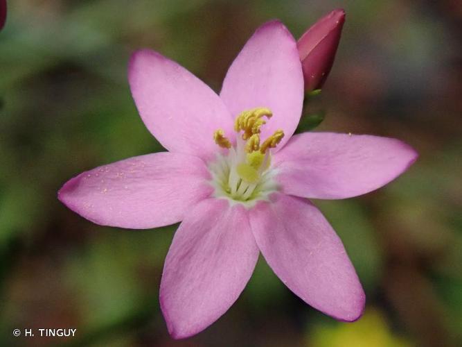 <i>Centaurium erythraea</i> Rafn, 1800 © H. TINGUY