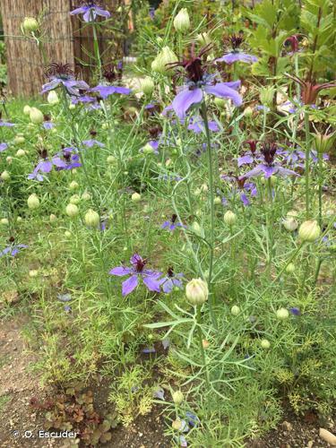 <i>Nigella hispanica</i> L., 1753 © O. Escuder