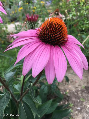 <i>Echinacea purpurea</i> (L.) Moench, 1794 © O. Escuder