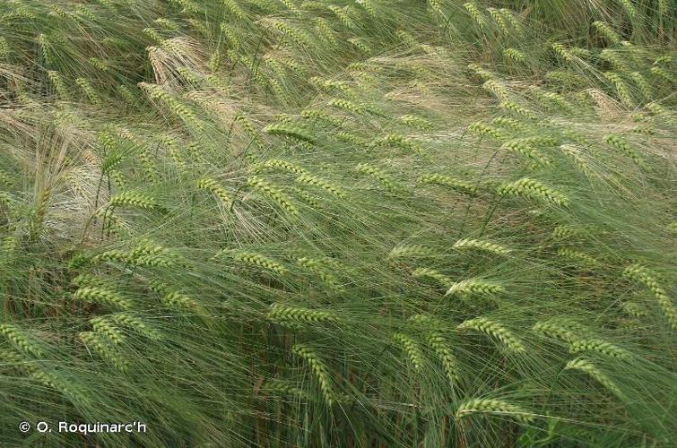 <i>Hordeum vulgare</i> L., 1753 © O. Roquinarc'h