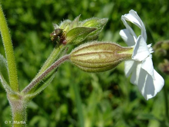 <i>Silene latifolia</i> Poir., 1789 © 