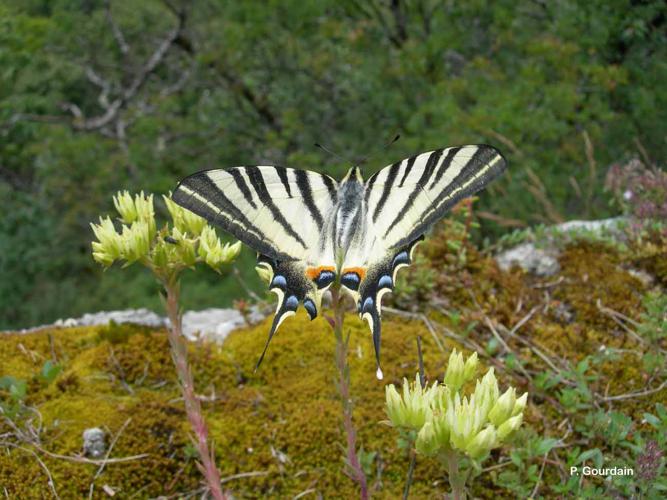 <i>Iphiclides podalirius</i> (Linnaeus, 1758) © P. Gourdain