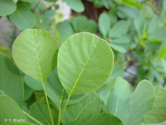 <i>Cotinus coggygria</i> Scop., 1771 © 