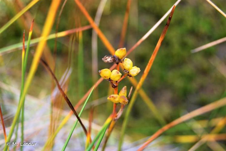 <i>Scheuchzeria palustris</i> L., 1753 © M. Latour