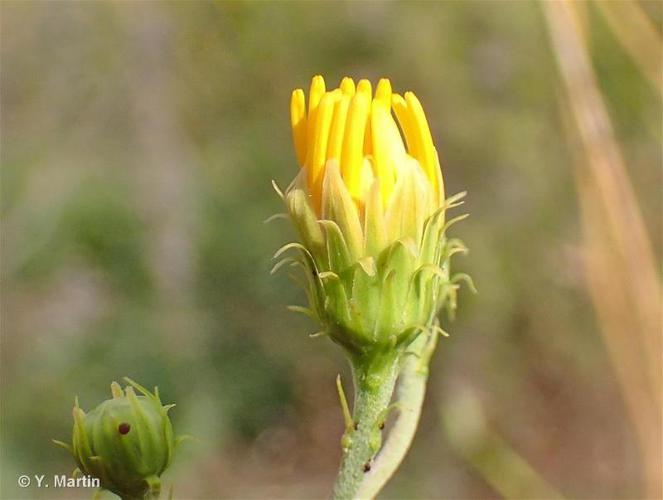 <i>Hieracium umbellatum</i> L., 1753 © 