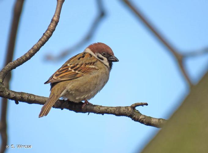 <i>Passer montanus</i> (Linnaeus, 1758) © S. Wroza