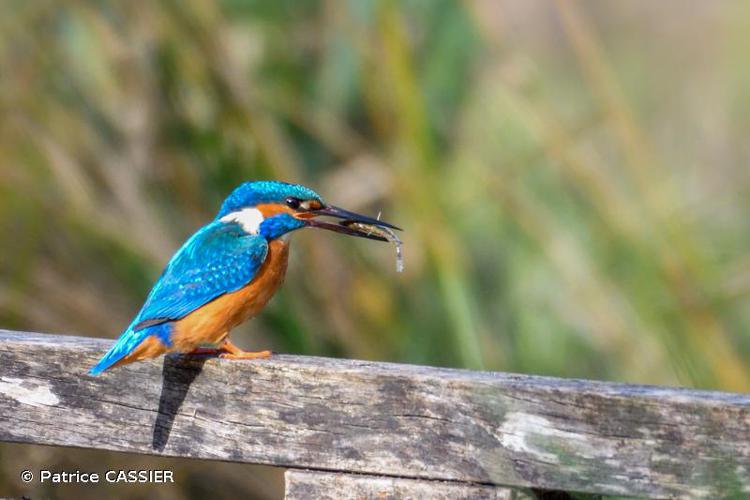 <i>Alcedo atthis</i> (Linnaeus, 1758) © Patrice CASSIER