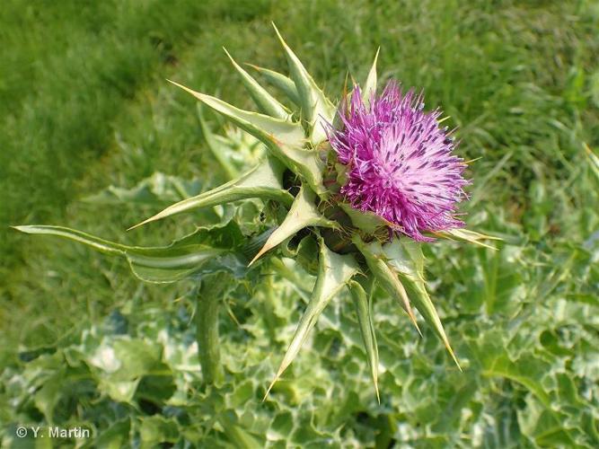 <i>Silybum marianum</i> (L.) Gaertn., 1791 © 