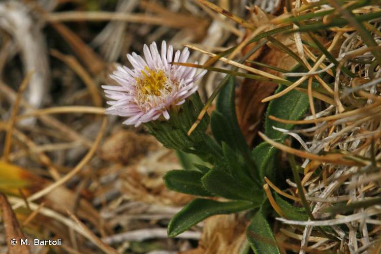 <i>Erigeron alpinus</i> L., 1753 © M. Bartoli