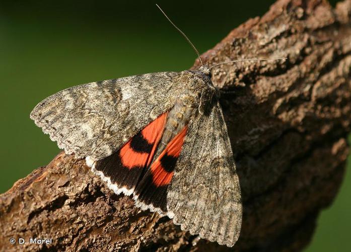 <i>Catocala nupta</i> (Linnaeus, 1767) © D. Morel