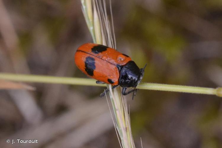 <i>Clytra laeviuscula</i> Ratzeburg, 1837 © J. Touroult