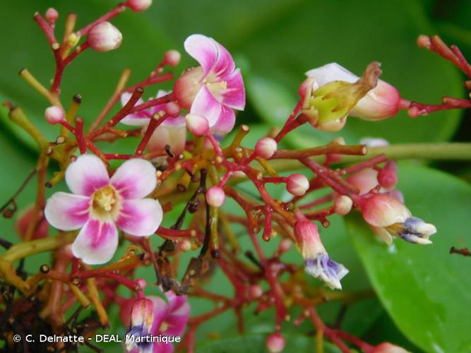 <i>Averrhoa carambola</i> L., 1753 © C. Delnatte - DEAL Martinique