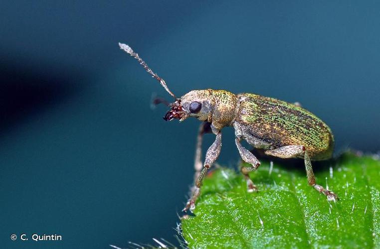 <i>Pachyrhinus lethierryi</i> (Desbrochers des Loges, 1875) © C. Quintin