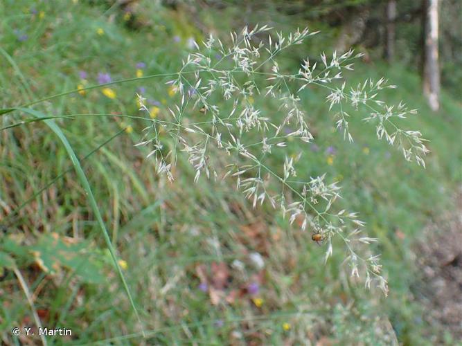 <i>Calamagrostis varia</i> (Schrad.) Host, 1809 © Y. Martin