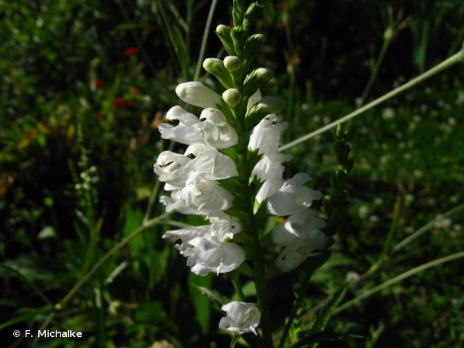 <i>Physostegia virginiana</i> (L.) Benth., 1829 © F. Michalke