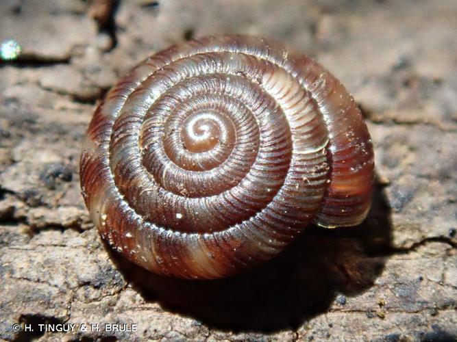 <i>Discus rotundatus</i> (O.F. Müller, 1774) © H. TINGUY & H. BRULE