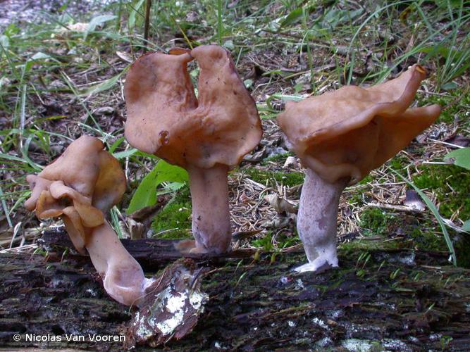 <i>Gyromitra infula</i> (Schaeff.) Quél., 1886 © Nicolas Van Vooren